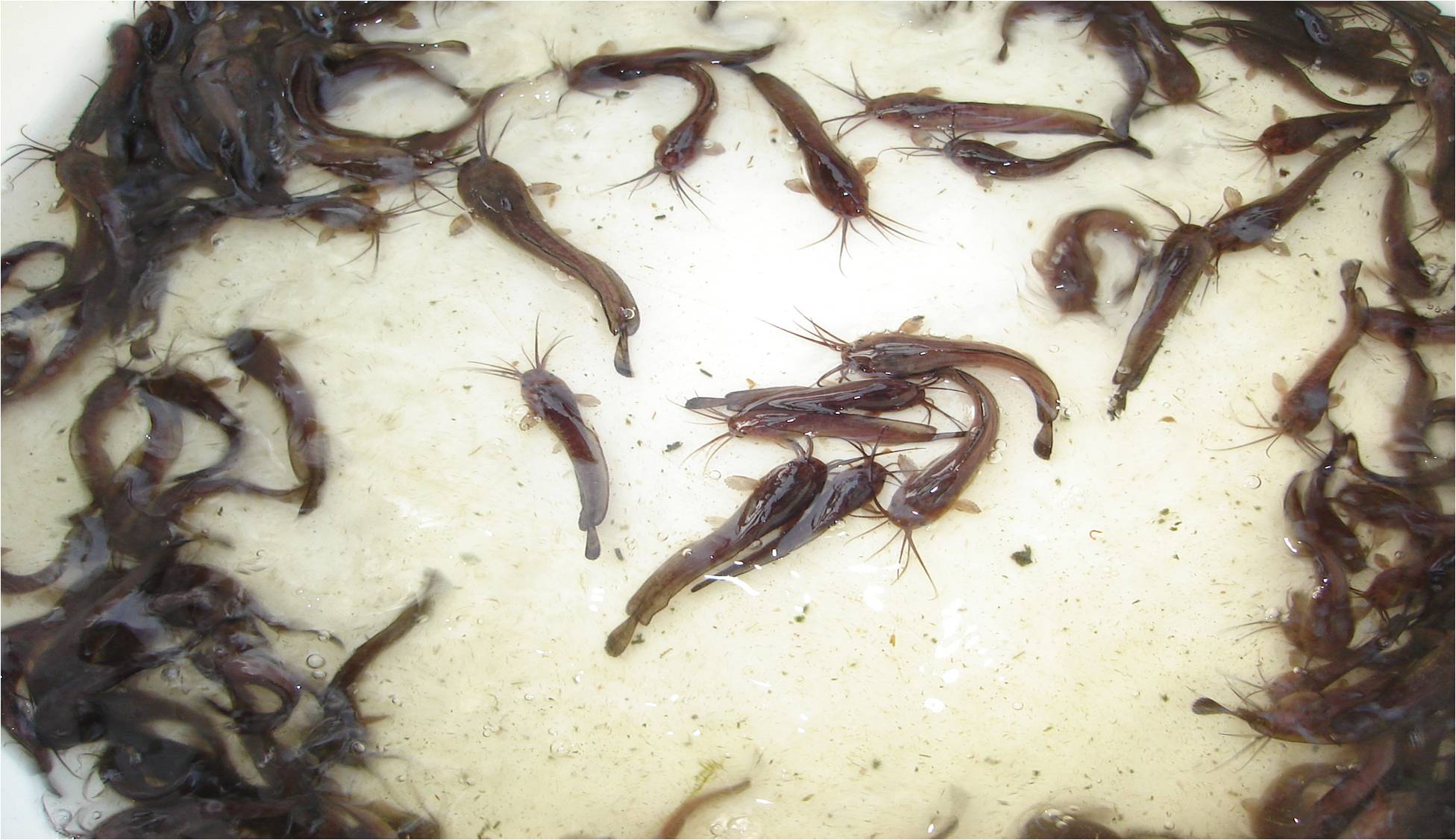 Aquaculture Img 4